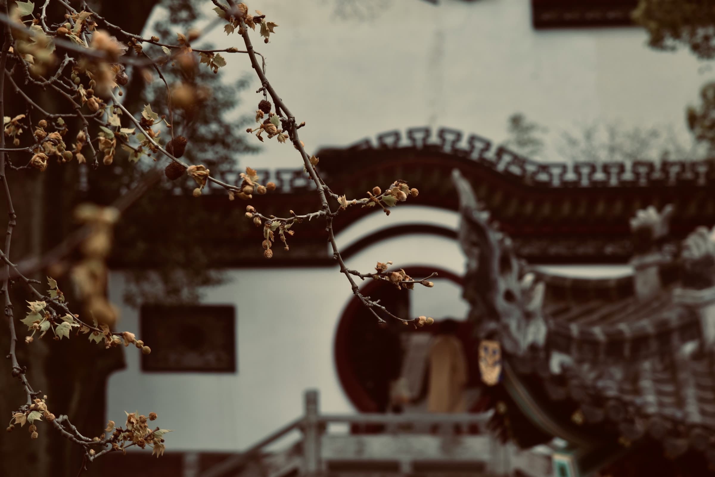 China field photography